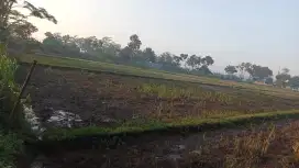 Jual sawah milik pribadi