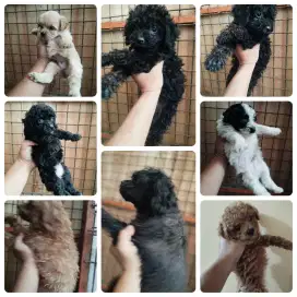 Borong 8 ekor poodle