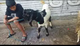 Kambing PE Harga Terjangkau