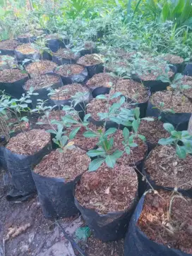 Jual bibit ketapang kencana