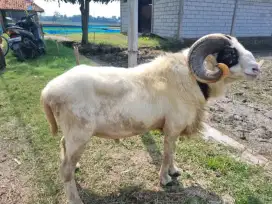 Kambing domba Qurban