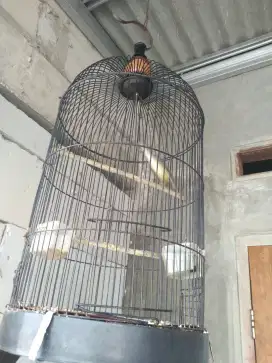 Di jual burung ciblek semi fs