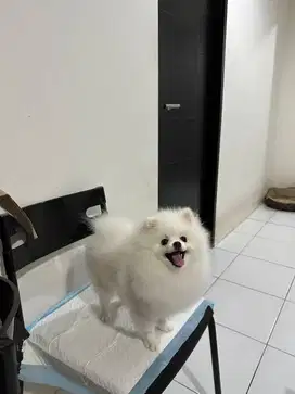Open Stud (Pacak) Pomeranian White