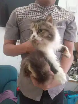 Jual Kucing Anggora 3 warna