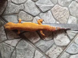 GECKO GIANT JANTAN / bisa Nego