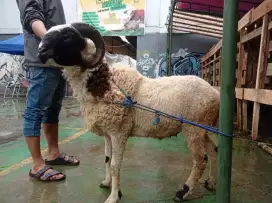Di jual domba gagah harga 5jutaan geratis antar