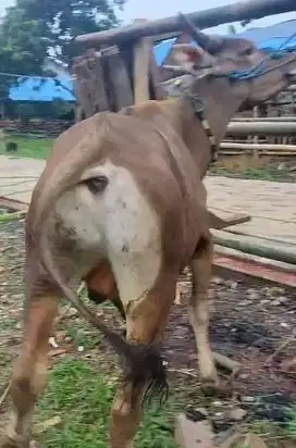 4 ekor sapi jantan 200kiloan siap hewan kurban murmer ekonomisan puas