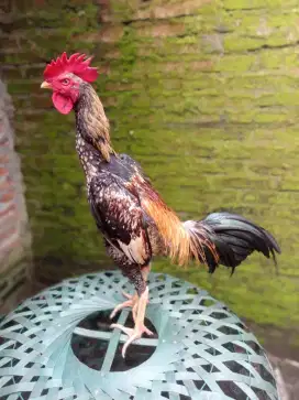 Ayam jos gandosss
