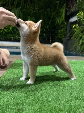 Anakkan anjing peliharaan Shiba inu puppy dog