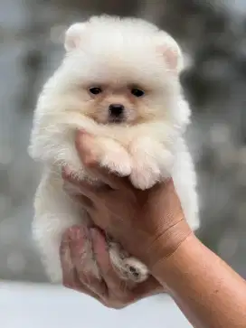 Pomeranian Supermini jantan