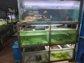 Jual isi toko ikan hias