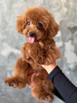 Poodle Betina remaja