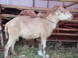 Di jual domba sehat buat qurban harga promo