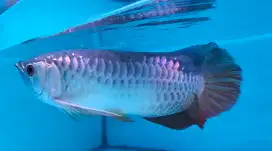 Arwana Arowana golden Red ITL -+40cm