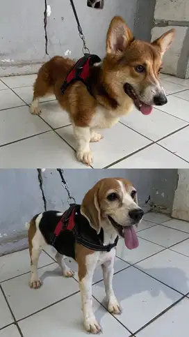 GANTI PAKAN AJA CORGI DAN BEAGLE
