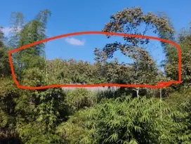 Di jual Tanah + pohon jati