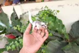 Sugar Glider Mozaik / Mosaic Betina