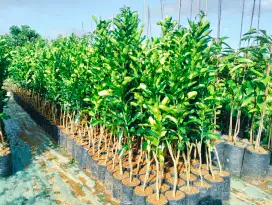 Bibit jeruk purut
