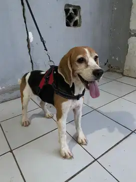 OPEN ADOPT BEAGLE BETINA