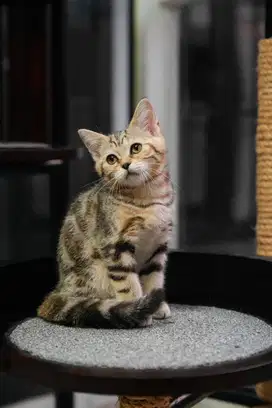 Kucing British short hair BSH non ped tabby