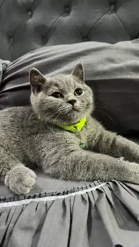Bsh jantan 4 bulan