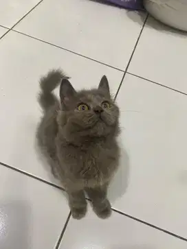DIJUAL ANAK KUCING, RAS MIX PERSIA DAN ANGGORA
