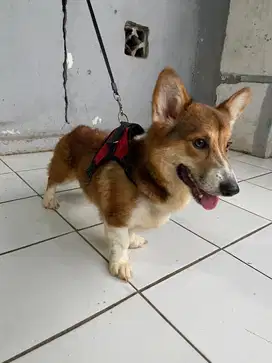 OPEN ADOPT CORGI JANTAN