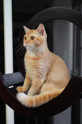 kucing British short hair BSH non ped orange big bone
