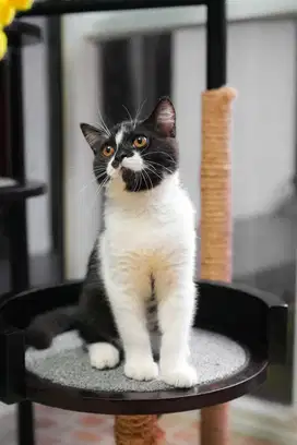 Kucing British short hair BSH non ped tuxedo