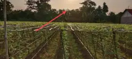 DI JUAL CEPAT SAWAH MASIH PRODUKTIF
