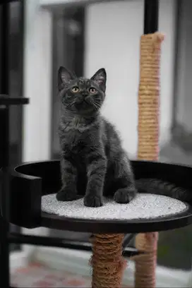 Kucing British short hair BSH non ped black tabby