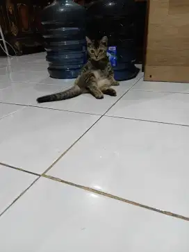Oper adopsi kucing munskin