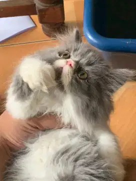 Kucing peaknose longhair
