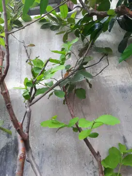 Jambu kristal sudah berbunga