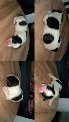 Jual Anak Anjing Dalmatian x Maltese