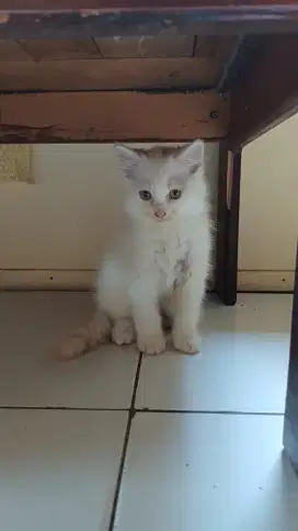 Anak kucing persia