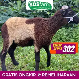 Jual Domba Kurban Berkualitas – Bisa Dipilih Langsung di Bandung