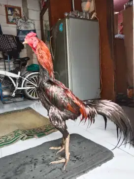 Ayam bangkok (lancuran) bk mangon suro watu