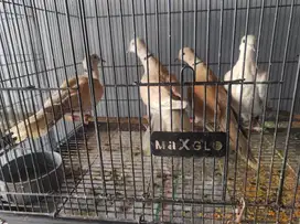 JUAL BURUNG PUTER LOKAL/ PUTER BIASA DOMISILI MALANG