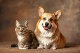Vaksin anjing surabaya