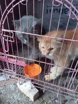 Kucing british dewasa