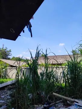 Taman outdoor dan indoor gypsum dekorasi rumah minimalis