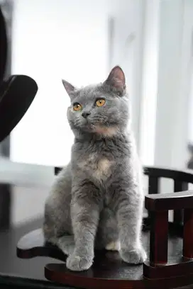 Kucing British short hair BSH non ped blue tortie