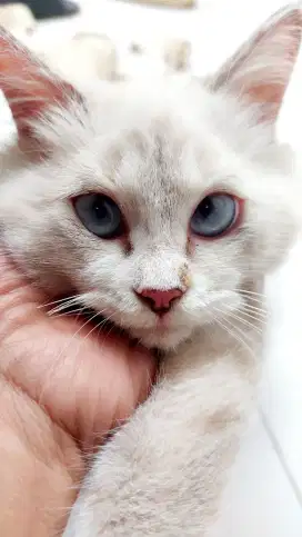 Kucing persia juling