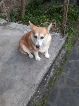 Anjing corgi betina stmbn