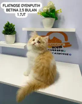 Kucing kitten lucuu lucu bisa di antar bayar ditempat