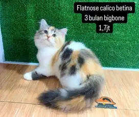 Kucing kitten lucu luucu bisa di antar bayar ditempat