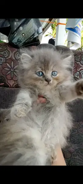 Kucing Persia x BSH