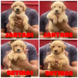 anak anjing golden retriever 100% asli