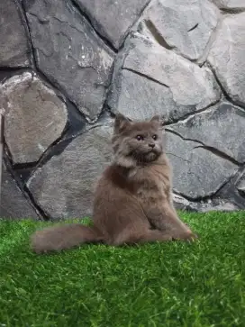 Bsh munchkin mix persia medium betina usia 2,5bln